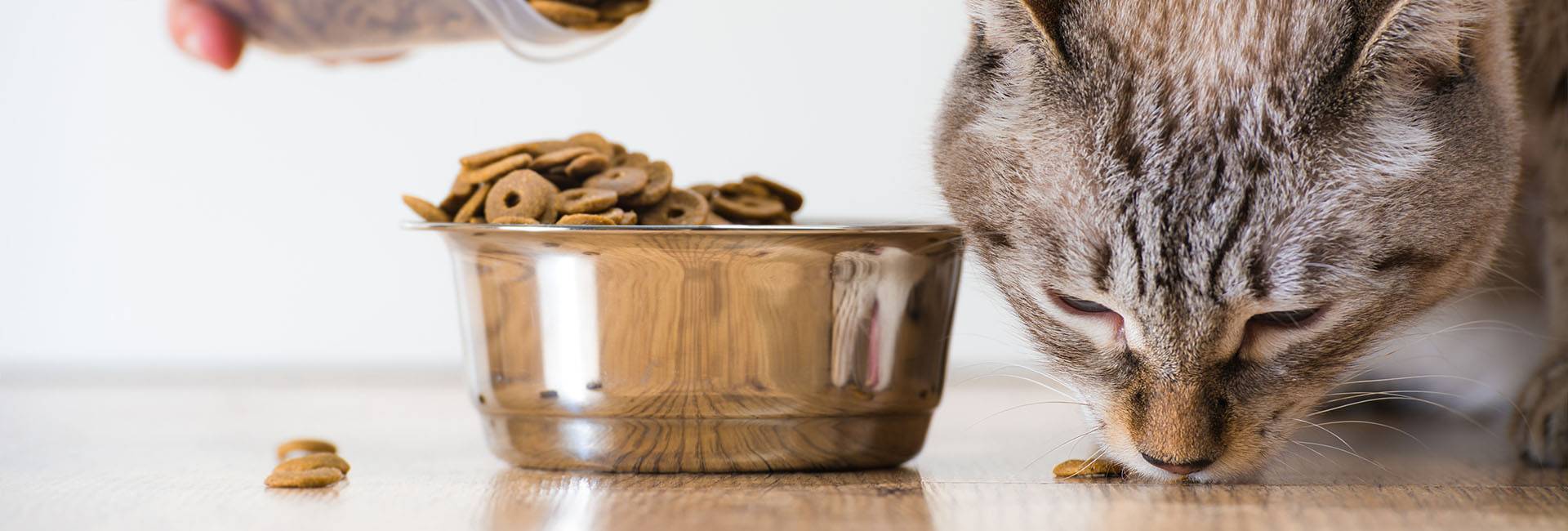 Cocooner vos animaux